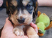 Puppys for sale