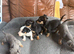 stunning Jack Russell puppies for sale