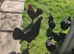 Chicken Eggs for hatching