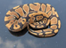 Royal python hatchlings