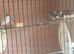 Zebra finches