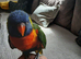 Beautiful hand tamed rainbow lorikeet for sale