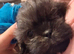 Beautiful shih tzu puppies