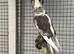Semi tame cockatiel