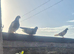 Roller pigeons for sale