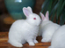 Pure New Zealand White rabbits, born on 4th August, now weaned and ready for sale. 2 does (females) and 1 buck (male) available.