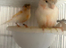 20+ canerys for sale