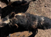 1 year old Kune kune/ Juliana gilt