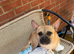 Jack Russell Cross French Bulldog