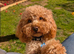7 DEEP RED CAVAPOO PUPPIES