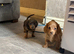 Miniature Daschunds