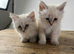 Adorable Siberian Neva Masquerade Kittens