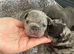 French bulldog Puppys