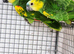 2x young yellow wing amazon