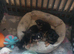 Beautiful long hair chihuahuas #last girl