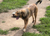 MEET DULCIE – A BEAUTIFUL, GENTLE SOUL WAITING TO BE LOVED