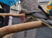 5x cockatiel chicks ready now &pound;90 each