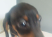 Dachshund puppy boy miniature ready now