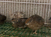 Chinese quail hatching eggs