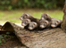 Ferret kits