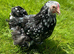 Pekin bantams youngsters