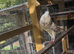 Beautiful Array of Pouter and horseman birds