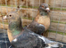 GOLD BREASTED GIMPLE RACING PIGEONS