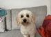 Holly Cavachon