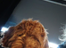 Nearly 2 yearold cockapoo