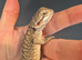 Baby bearded dragon