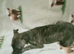 Whippet puppies for sale