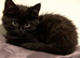 Ragdoll's beautiful long hair mixes (bargain kitties)