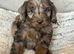 Cockapoo Puppies looking for there forever home