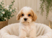 Fb1 Cockapoo puppies ready to leave