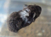 Lunkarya x Abyssinian guinea pigs