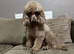 Miniature poodle male