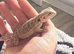 6 week old bearded dragon