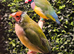 5 gouldian finch