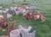 Day Old to 7 Week Chicks Farmyard Crosses