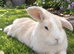 Peanut butter needs a new home