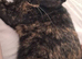 Tortie female