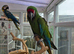 Military Macaw