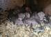 Lovely litter of Ferrets for sale