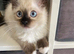 TICA Registered Ragdoll Kittens