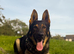 Exceptional Homebred Ex-Police Working Male - Special Placement Required