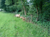 royal golden guernsey wether for sale unregistered