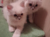 READY NOW GCCF registered Ragdoll kittens