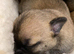 Gorgeous Chihuahua-Mix (Jack-Chi) Puppies Seeking 5-Star Homes