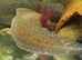 Axolotls, various colours, quantity discount available