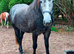 Pure bred Irish draught - ready to back